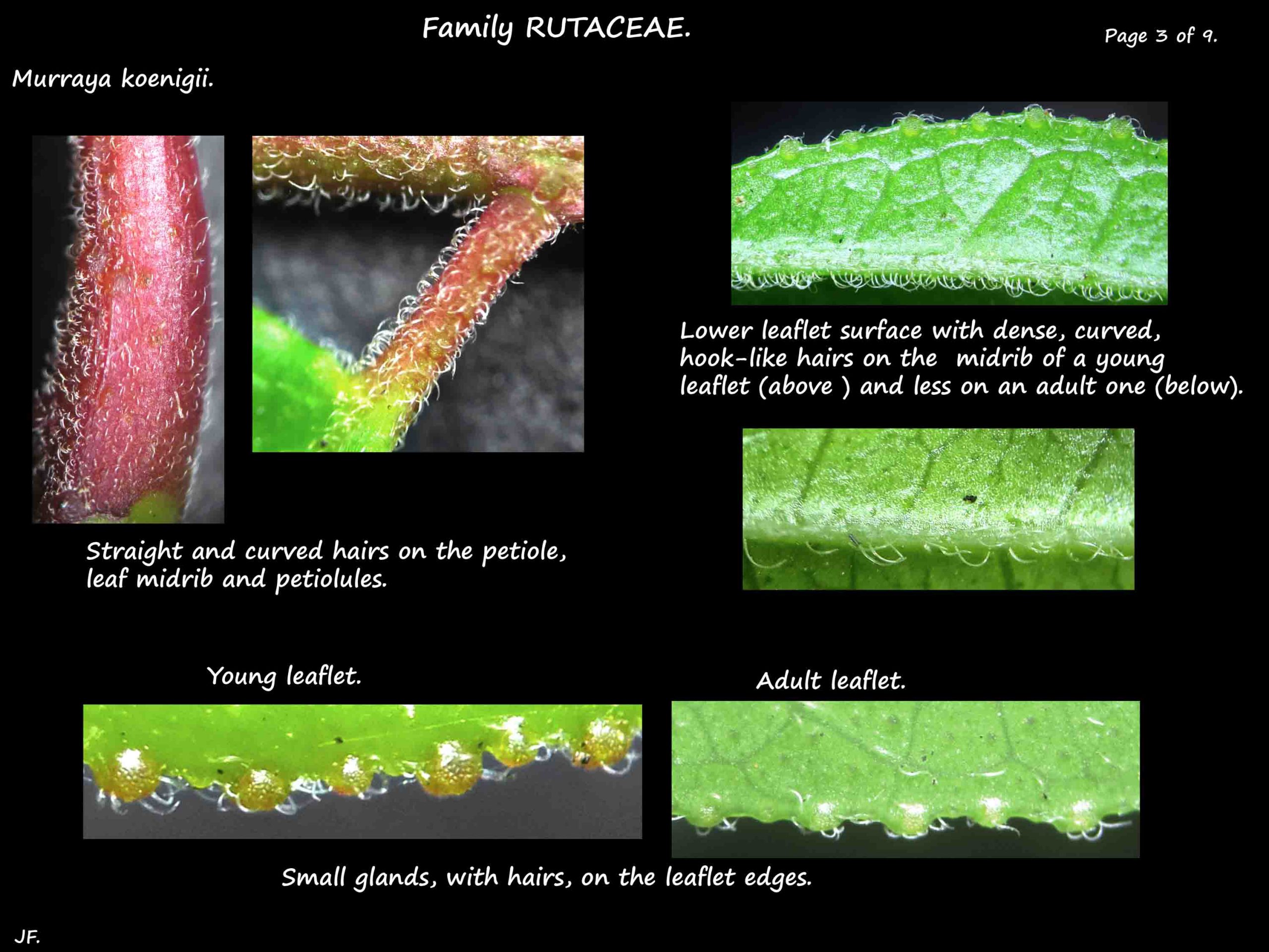 3 Murraya koenigii leaf hairs